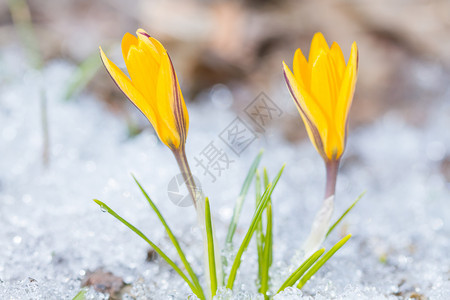 冰白色的在雪中盛开两座黄色红树林花瓣图片