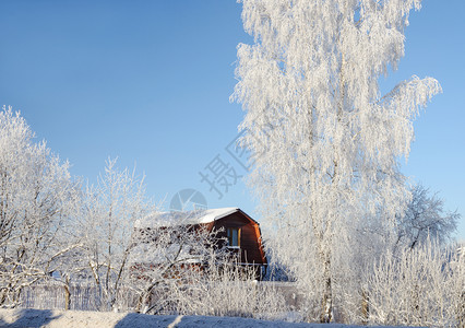 窝棚地区霜乡村冬季景观雪白桦树俄罗斯村庄的小木屋图片