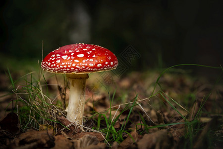 一部美丽的阿玛尼塔蘑菇菌类苔藓植物学图片