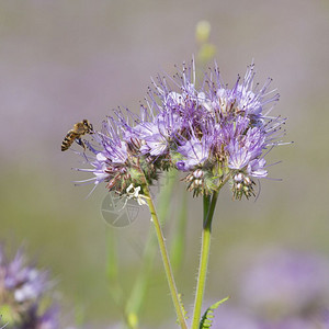 农业蝎子草总参夏日蜜蜂在花朵中授粉图片