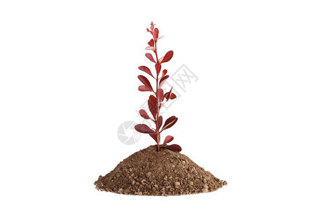 叶子园艺花从土壤中生长的红植物发芽孤立在白色上图片