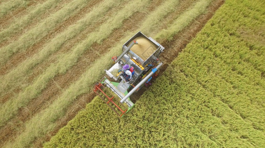 农业收成在泰国Ayutthaya的收割田上合并空中观察生长图片