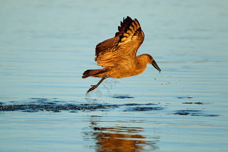 南非克鲁格公园水上飞行的哈默科普鸟Scopusumbretta羽化户外野生动物图片