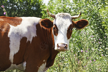 奶牛棕色和白的在绿草地上放牧公牛一种小图片