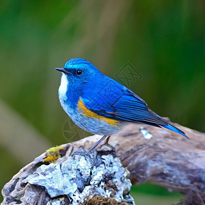 生物学荒野夏天蓝鸟喜马拉雅山公鸟蓝尾塔西格鲁菲拉图斯在原木上图片