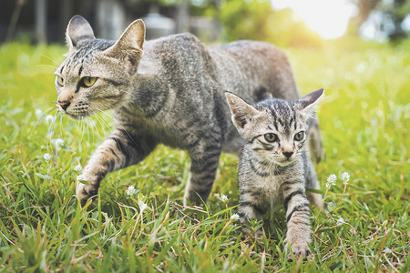 两只猫咪在绿草地上漫步图片