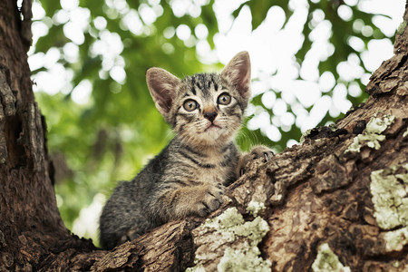 斑芒树在树上玩耍的小猫咪背景
