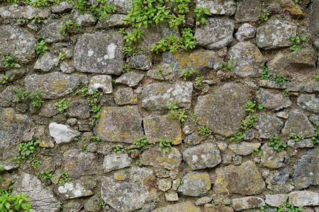 墙纸覆盖地环和植物的灰石墙纹状坚硬的棕色图片