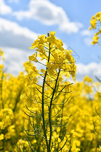 油菜花特写图片