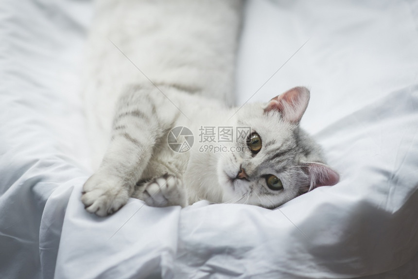 睡在白床上看相机的可爱猫咪图片