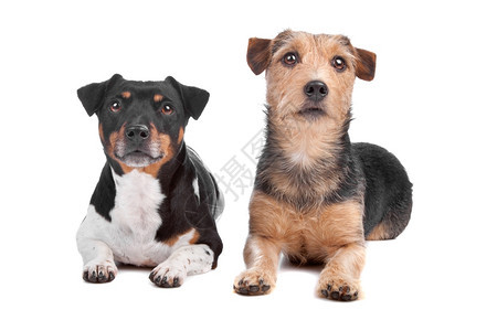 一种杰克罗素梗犬和混种狗杰克罗素梗犬和混种狗隔离在白色背景面对工作室图片