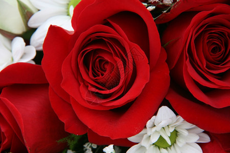 心玫瑰浪漫的盛开图片
