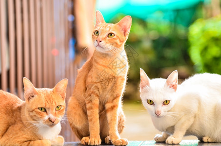 哺乳动物三只多彩猫成人被拒绝图片
