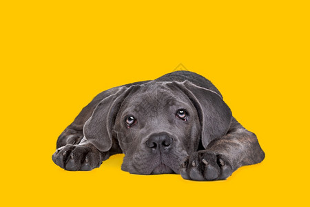 正面狗在黄色背景的面前休息小狗猫犬大腿獒丰富多彩的图片