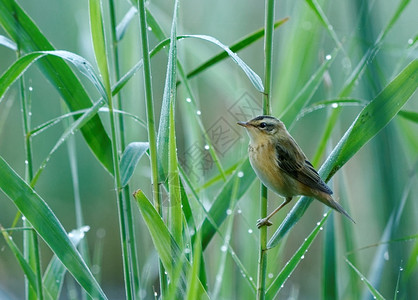 夏芦苇打电话波兰在夏季时位于旧河床边缘的波兰ReedsAquaiticwarblerrare和严密保护的鸟类物种歌曲图片