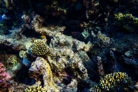 盐水红海珊瑚礁有硬鱼类和阳光明媚的天空通过清洁水照光下照片浮潜闪亮的图片