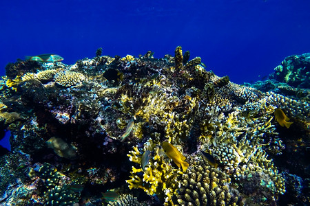 红海珊瑚礁有硬鱼类和阳光明媚的天空通过清洁水照光下照片红色的晴天蓝图片