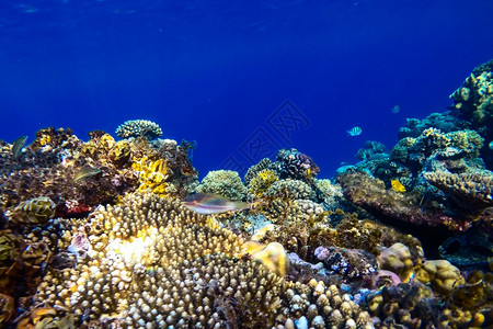 红海珊瑚礁有硬鱼类和阳光明媚的天空通过清洁水照光下照片海洋肺动物图片