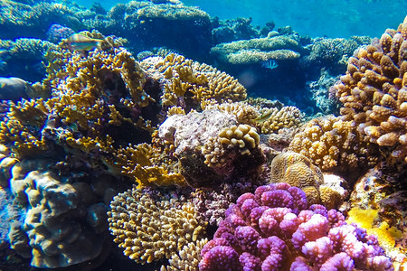 盐水红海珊瑚礁有硬鱼类和阳光明媚的天空通过清洁水照光下照片潜浮图片
