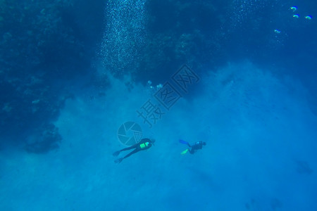红海珊瑚礁有硬鱼类和阳光明媚的天空通过清洁水照光下照片野生动物景观水族馆图片