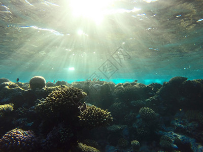 潜水海景红珊瑚礁有硬鱼类和阳光明媚的天空通过清洁水照光下照片美丽图片