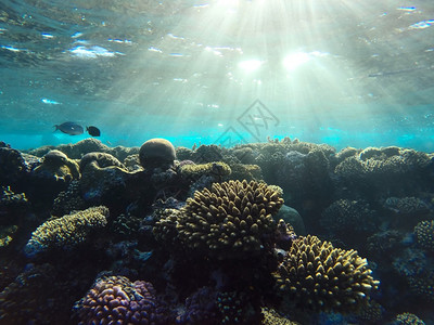 盐水生活红海珊瑚礁有硬鱼类和阳光明媚的天空通过清洁水照光下照片闪亮的图片