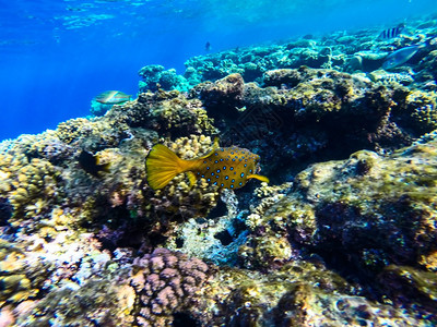 红海珊瑚礁有硬鱼类和阳光明媚的天空通过清洁水照光下照片热带干净的野生动物图片