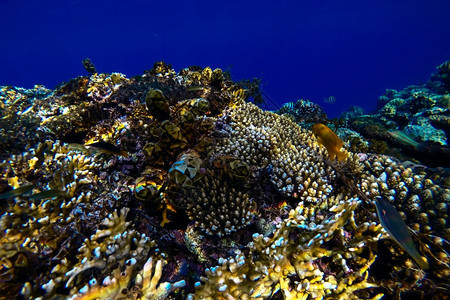 荒野晴天红海珊瑚礁有硬鱼类和阳光明媚的天空通过清洁水照光下照片异国情调图片