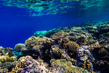 野生动物美丽浮潜红海珊瑚礁有硬鱼类和阳光明媚的天空通过清洁水照光下照片图片