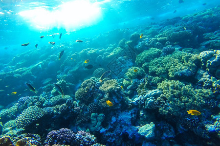 异国情调野生动物热带红海珊瑚礁有硬鱼类和阳光明媚的天空通过清洁水照光下照片图片