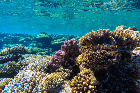 红海珊瑚礁有硬鱼类和阳光明媚的天空通过清洁水照光下照片闪亮的异国情调晴天图片