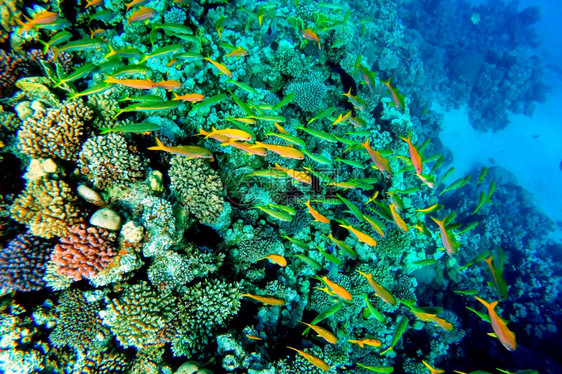 自然生态系统红海珊瑚礁有硬鱼类和阳光明媚的天空通过清洁水照光下照片干净的图片