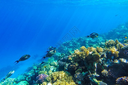 干净的美丽闪亮红海珊瑚礁有硬鱼类和阳光明媚的天空通过清洁水照光下照片图片