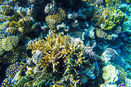 红海珊瑚礁有硬鱼类和阳光明媚的天空通过清洁水照光下照片野生动物异国情调美丽图片