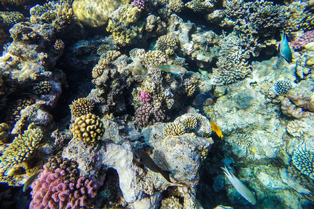 埃及荒野红海珊瑚礁有硬鱼类和阳光明媚的天空通过清洁水照光下照片难的图片
