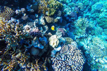 生活红海珊瑚礁有硬鱼类和阳光明媚的天空通过清洁水照光下照片异国情调埃及图片