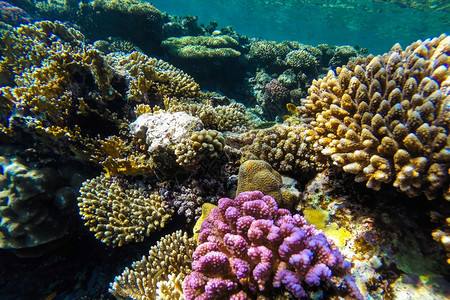 动物红海珊瑚礁有硬鱼类和阳光明媚的天空通过清洁水照光下照片异国情调水族馆图片