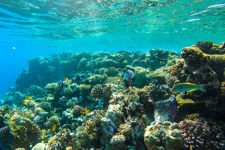 潜水动物难的红海珊瑚礁有硬鱼类和阳光明媚的天空通过清洁水照光下照片图片