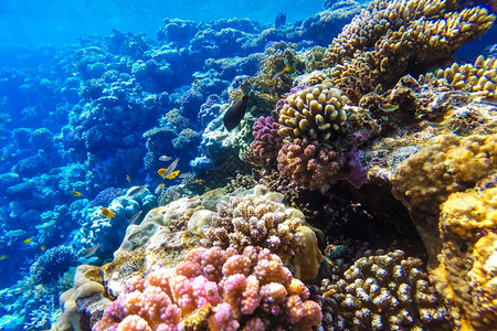 红海珊瑚礁有硬鱼类和阳光明媚的天空通过清洁水照光下照片盐埃及美丽图片