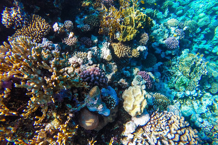 潜水红海珊瑚礁有硬鱼类和阳光明媚的天空通过清洁水照光下照片丰富多彩的美丽图片
