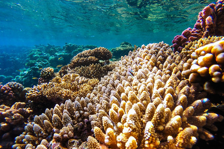 荒野浮潜丰富多彩的红海珊瑚礁有硬鱼类和阳光明媚的天空通过清洁水照光下照片图片