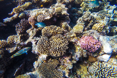 生活干净的自然红海珊瑚礁有硬鱼类和阳光明媚的天空通过清洁水照光下照片图片