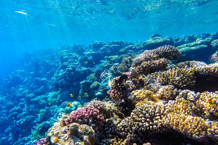 晴天生活干净的红海珊瑚礁有硬鱼类和阳光明媚的天空通过清洁水照光下照片图片