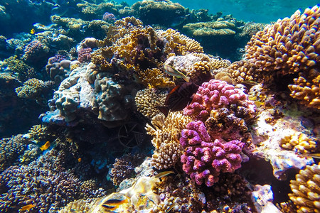 红海珊瑚礁有硬鱼类和阳光明媚的天空通过清洁水照光下照片生态系统水肺动物图片