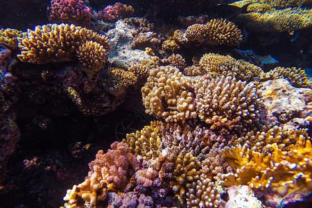 浮潜生活红海珊瑚礁有硬鱼类和阳光明媚的天空通过清洁水照光下照片肺图片