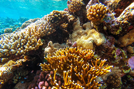 美丽红海珊瑚礁有硬鱼类和阳光明媚的天空通过清洁水照光下照片盐潜员图片