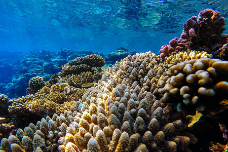 海景红珊瑚礁有硬鱼类和阳光明媚的天空通过清洁水照光下照片海洋潜员图片