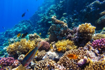 潜水闪亮的红海珊瑚礁有硬鱼类和阳光明媚的天空通过清洁水照光下照片异国情调图片