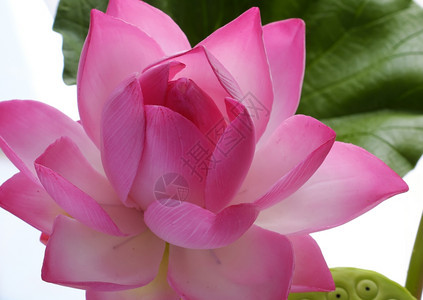 越南的盛开人造花朵手工泥土莲花绿色叶和粉红花瓣家庭装饰用的稀有艺术产品关闭白色背景的艺术品叶子图片