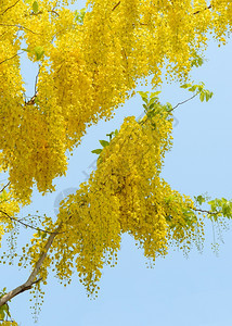 装饰Cassia瘘管病黄花或蓝天的金淋浴树泰美丽的叶子图片